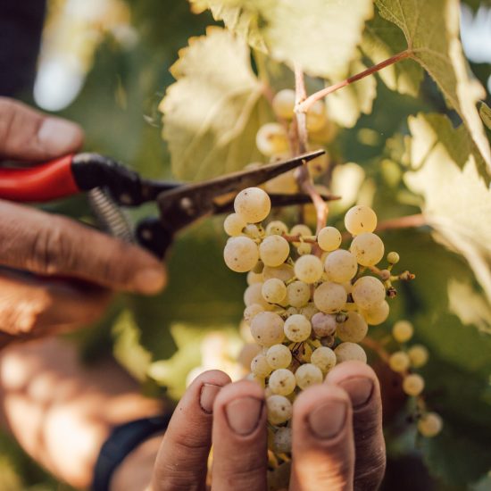 23.09.22_Lese_Weinmanufaktur_Petershof-60